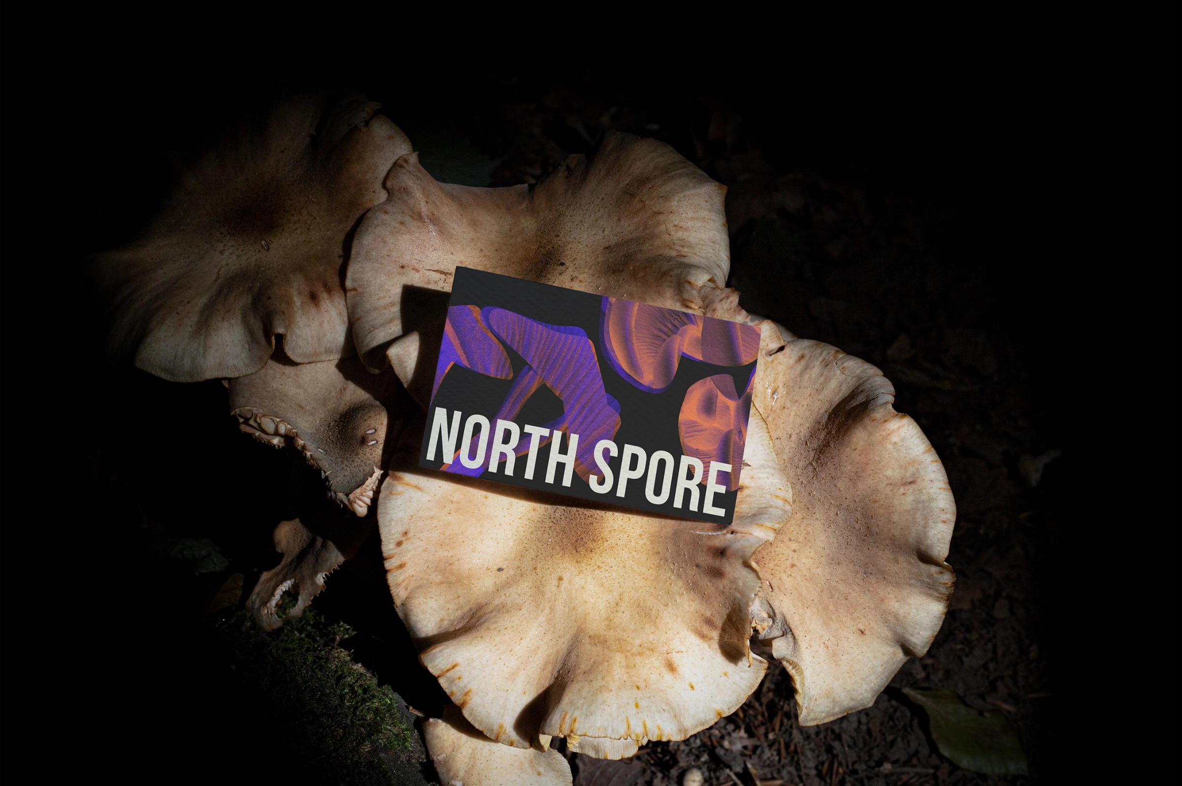 A card with NORTH SPORE text lies on top of large, light brown mushrooms, surrounded by dark shadows.