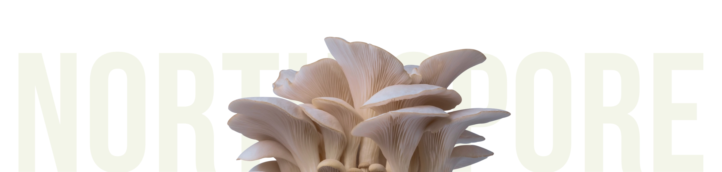Cluster of light-colored oyster mushrooms in front of large, bold white text that reads NORTH SPORE on a transparent background.