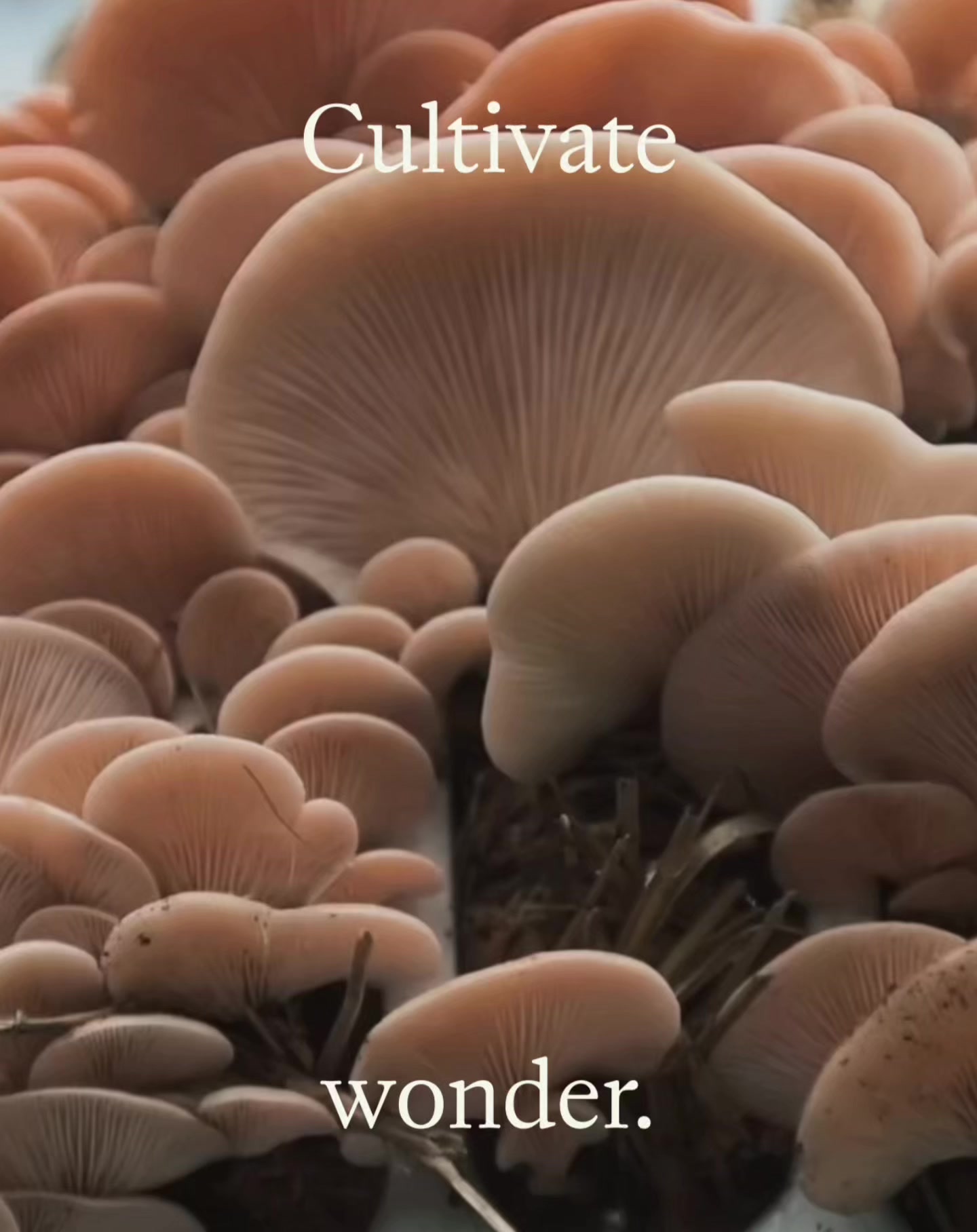 Clusters of light brown mushrooms growing closely together with the words Cultivate wonder. overlaid on the image.
