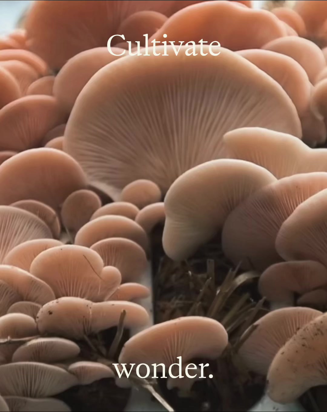Clusters of pink oyster mushrooms growing on a substrate, with the words “Cultivate wonder.” displayed over the image.